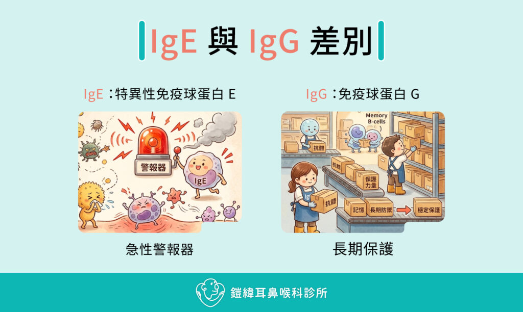 IgE與IgG差別:IgE為特異性免疫球蛋白E(急性警報器)、IgG為免疫球蛋白G(長期保護)
